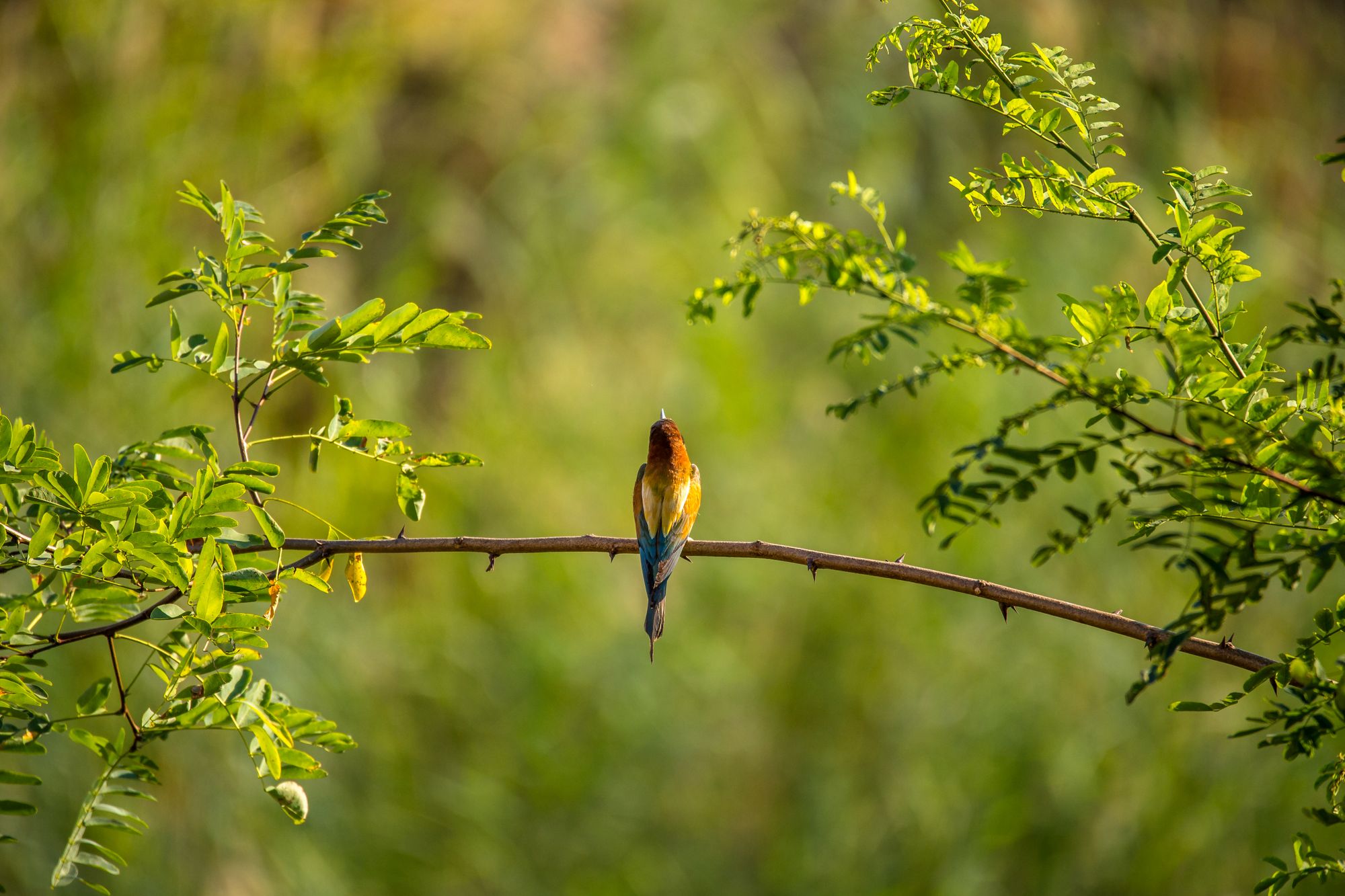 Serenity Nature Walk